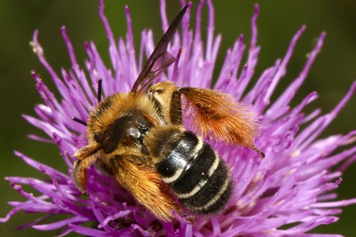 bee on a purple flower